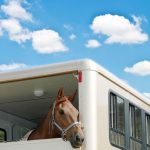Pegasus Marine Finance | stock-photo-horses-in-the-stables-51356656